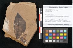 Foto (Objekt + Etikett) von Plantae indet.  (NHMW-GEO-2024-0188-11415)